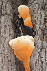 Laetiporaceae