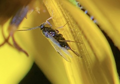 Microgastrinae