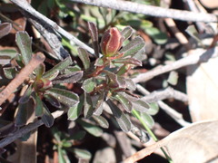 Hibbertia obtusifolia