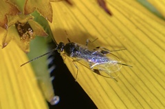 Microgastrinae