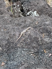 Microlophus bivittatus