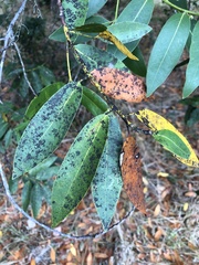 Capnodiaceae
