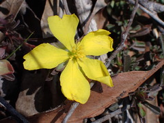 Hibbertia obtusifolia