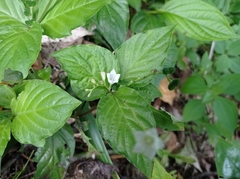 Spigelia humboldtiana