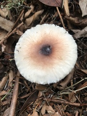 Lepiota rubrotinctoides
