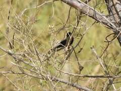 Knipolegus aterrimus