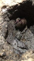 Perimyotis subflavus