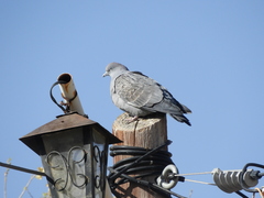 Patagioenas maculosa