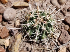 Sclerocactus whipplei