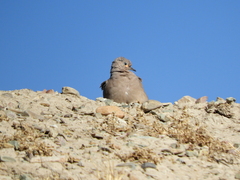 Metriopelia melanoptera