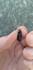 Pterostichus melanarius