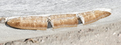 Coriolopsis gallica