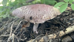 Psilocybe cubensis