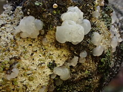 Ductifera pululahuana