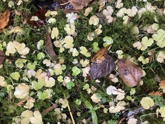 Hydrocotyle americana