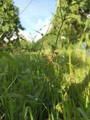 Argiope argentata