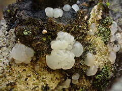 Ductifera pululahuana