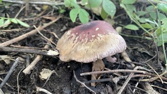 Psilocybe cubensis