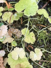 Hydrocotyle americana