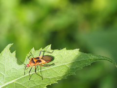 Hypselonotus interruptus