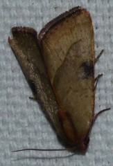 Galgula
