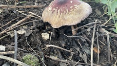 Psilocybe cubensis