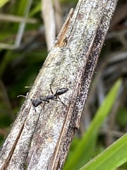 Odontomachus