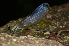 Psolodesmus mandarinus