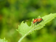 Hypselonotus interruptus