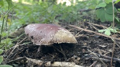 Psilocybe cubensis