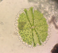 Micrasterias torreyi