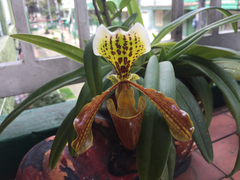 Paphiopedilum