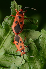 Pyrrhopeplus carduelis