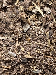 Wasmannia auropunctata