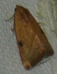 Galgula