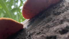 Trametes cinnabarina
