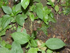 Trichonephila clavipes