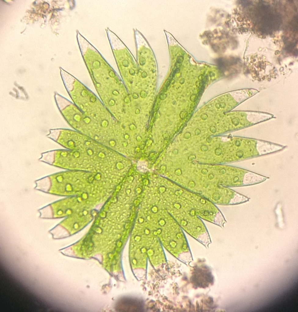Micrasterias torreyi