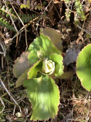 Ranunculus lyallii