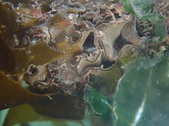 Undaria pinnatifida