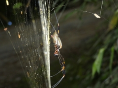 Trichonephila clavipes