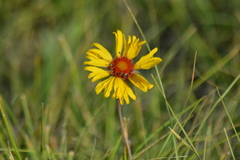 Gaillardia aristata