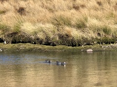 Hymenolaimus malacorhynchos