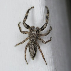 Platycryptus undatus