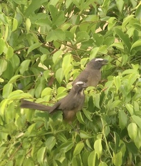 Saltator grandis