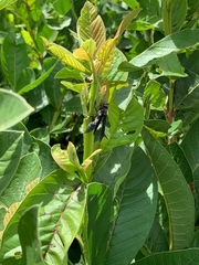Synoeca septentrionalis