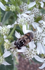 Copestylum marginatum