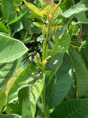 Synoeca septentrionalis