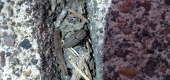 Sphenophorus parvulus