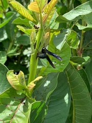 Synoeca septentrionalis